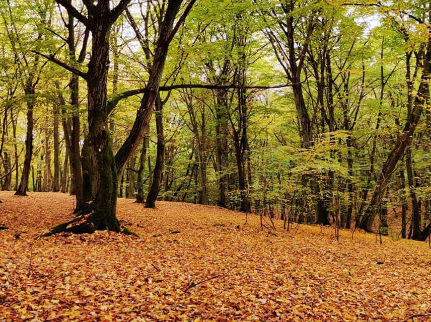 Las Bartłomieja z Bydgoszczy